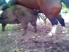 Dogs animal sex