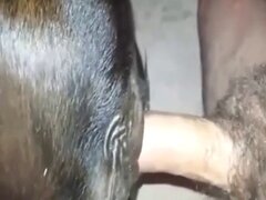 Sex With Aanimals Videos