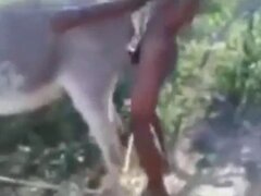 Zoo Zoo Animal Porn Sex