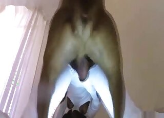 Ebony
