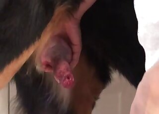 كلب أسود ذو فراء مثير يمارس الجنس مع حيوان قبل الاستمتاع بممارسة الجنس اليدوي الساخن