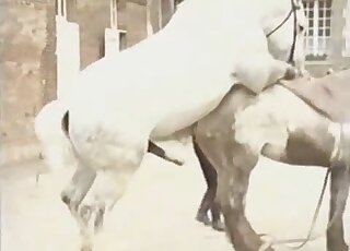 Brunette guy dressed in blue pleasuring horse with a giant fleshlight