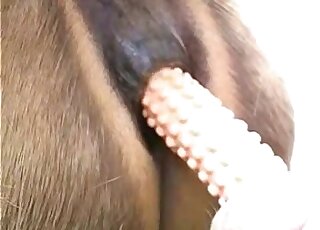 مهبل الحصان المثير سوف يتم إغراقة بقضيب ضخم مزيف