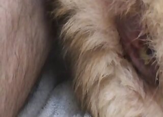 Sexy animal pussy is pretty much begging to get fucked by a dildo