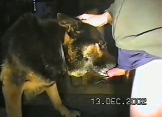 Brown dog with a sexy face licking all over the guy's erect penis