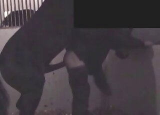Dude exposes his pale ass to let this black stallion fuck him hard