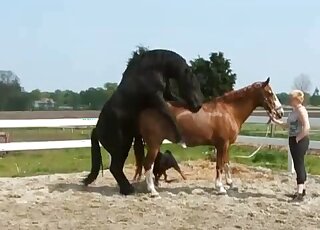 Outdoor fuck movie showing a brown mare taking that huge cock