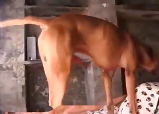 سيدة ذات مهبل محلوق ستأخذ ذكر حيوان أحمر في مهبلها