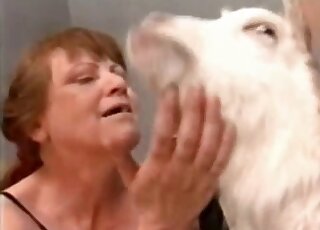 Group zoophilia scene showing a guy's hairy cock fucking goat pussy