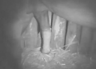 Dude's shapely ass is getting fucked by a large animal penis here