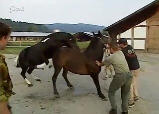 Outdoor horse on horse fucking movie with voyeuristic zoophiles