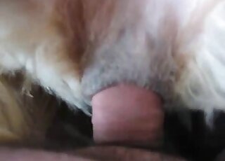 Dude's uncut cock is perfectly slotted into this animal's furry pussy