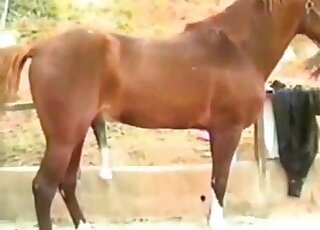 Outdoor fuck movie dealing with a horny stallion and wild banging