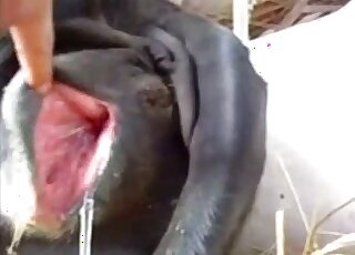 Incredible porn video that shows an oozing animal hole fingered