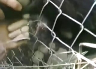 المخلوق المثير في القفص يتلقى يدًا عاطفية للغاية هنا