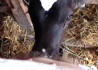 Sexy video dealing with a kinky animal that deepthroats a guy's cock