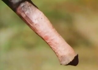 一匹火熱的種馬陰莖正插入一匹母馬濕潤的陰道