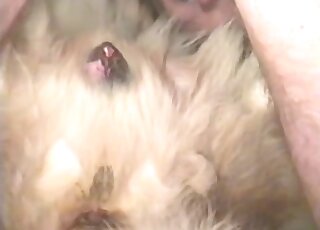 Guy using his throbbing member to fuck a sexy animal real deep