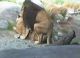 Real animal porn with wild cats enjoying pronebone-esque fucking