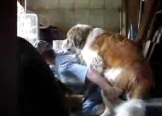 رجل يرتدي شورتًا قصيرًا يسمح لهذا الكلب البني بممارسة الجنس مع شرجه