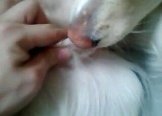 Sexy guy is fucking around with an animal's juicy pussy right here