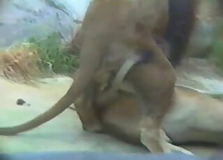 Awesome fucking movie that shows wild animals being proper nasty