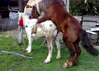 White horse and brown horse are ready to fuck each other beautifully