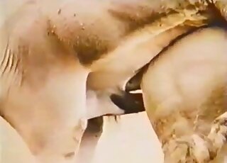 French guy narrates sex video between hung horse and submissive donkey