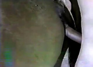 Vintage amateur video of a well-hung guy while banging a horse