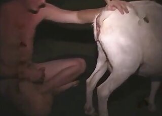 Close-up on animal's privates while young guy does anal fingering
