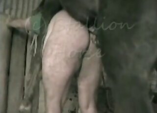Big ass guy tries anal intercourse with a horse for the first time