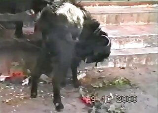 Hidden camera caught perverted solo animal pissing in its own mouth