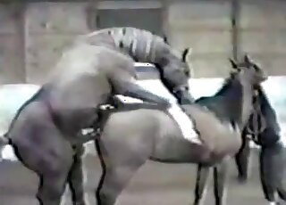 PMV zoo compilation - Aroused horses are shown having sex in nature