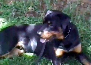 Doggie watches the way naked bitch is playing with her pussy