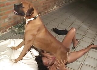 Brown animal is entering a brunette's hot mouth in a kinky zoo vid