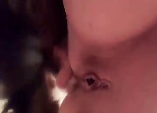 زوجة تحاول ممارسة الجنس الشرجي المباشر مع كلبها في ممارسة الجنس الفموي المنزلي