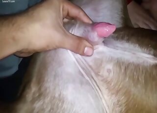 Needy amateur sure craves putting her mouth on the dog's dick