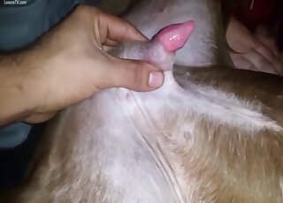 Needy amateur sure craves putting her mouth on the dog's dick