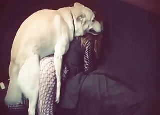 سيدات ناضجات ذوات صدور ضخمة ينخرطن في انحرافات جنسية مع كلب صغير