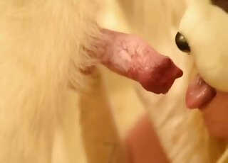 Blonde in white lingerie gets intimate with the dog's cock on live cam