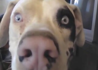 Wife with big saggy tits sucks the dog's dick before zoo sex