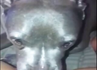 Dog licks woman's wet cunt on cam in her soft solo masturbation play