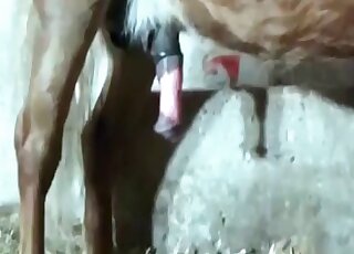 XXX zoo porn takes place inside stables with a horny bitch and horse