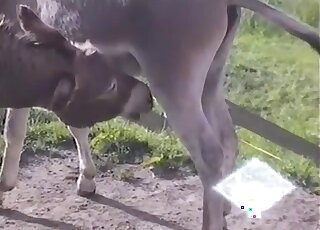 Guy filming donkey's huge dick and feeling horny to taste it