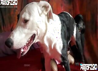 Black mask babe is happy to deepthroat a dog's penis for the cam