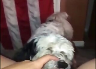POV cunnilingus session with a twisted animal that orgasms hard