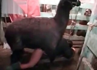 Nasty zoophile tries new types of hot fucking during kinky zoo porn