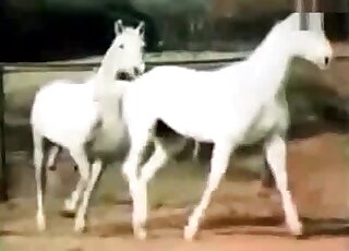 Zoo porn demonstrates passionate sex with horses from various angles