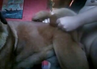 Curly zoophile takes his brown dog from behind and starts fucking it