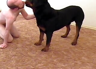 Black rottweiler bangs tight ass of a zoophile dude at home